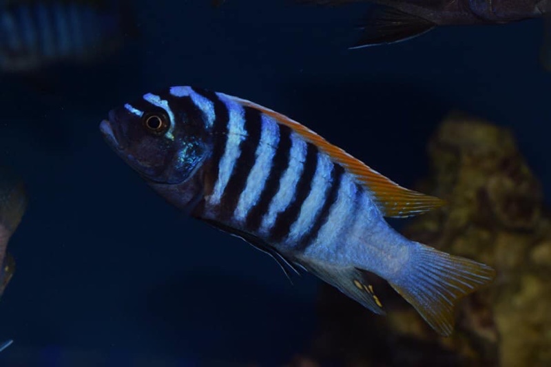 Maylandia pyrsonotos 'Nakantenga Island'